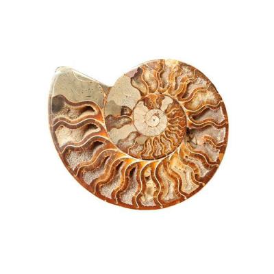 Pierre ammonite